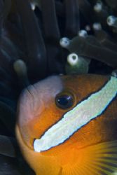 anemone fish,puerto galera,philippines.nikon D200,ikelite... by Parvin Dabas 